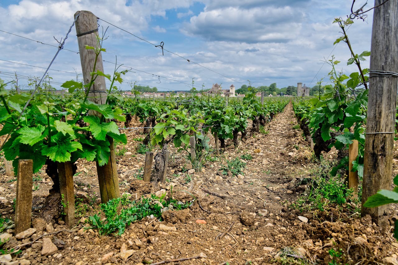 Scenic view of vibrant vineyard in Vougeot, Burgundy, capturing rows of grape vines under a cloudy sky.