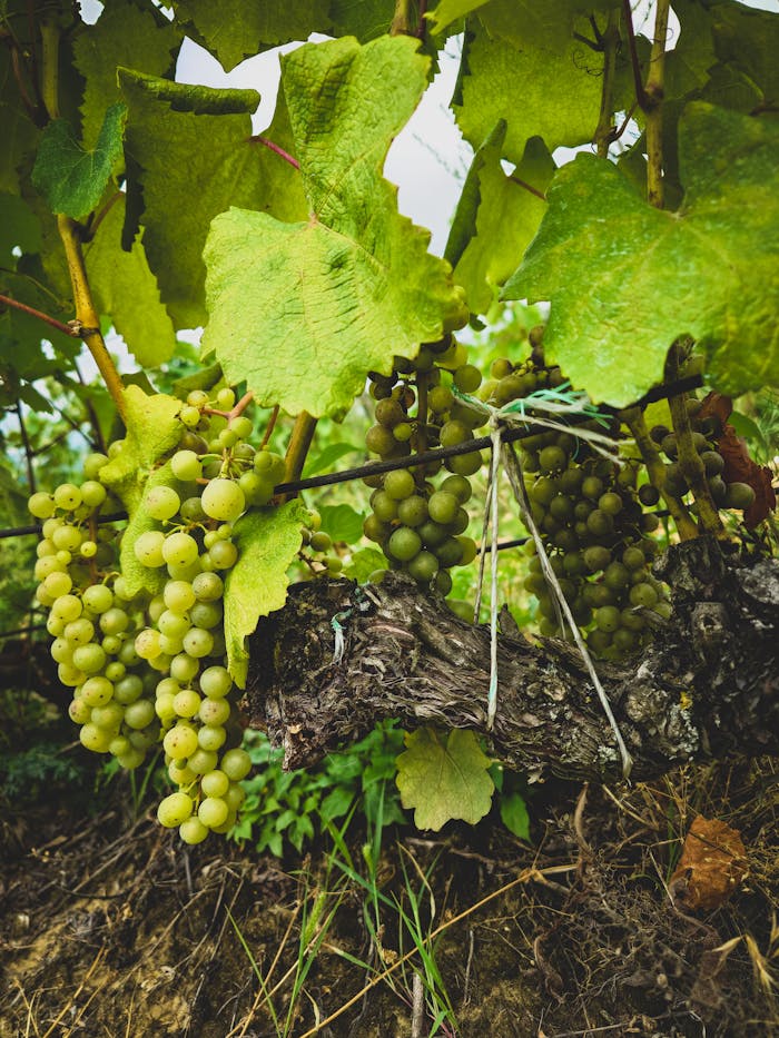 Close-up of ripe grapes hanging on vines in Tokaj, Hungary. Perfect for wine enthusiasts.