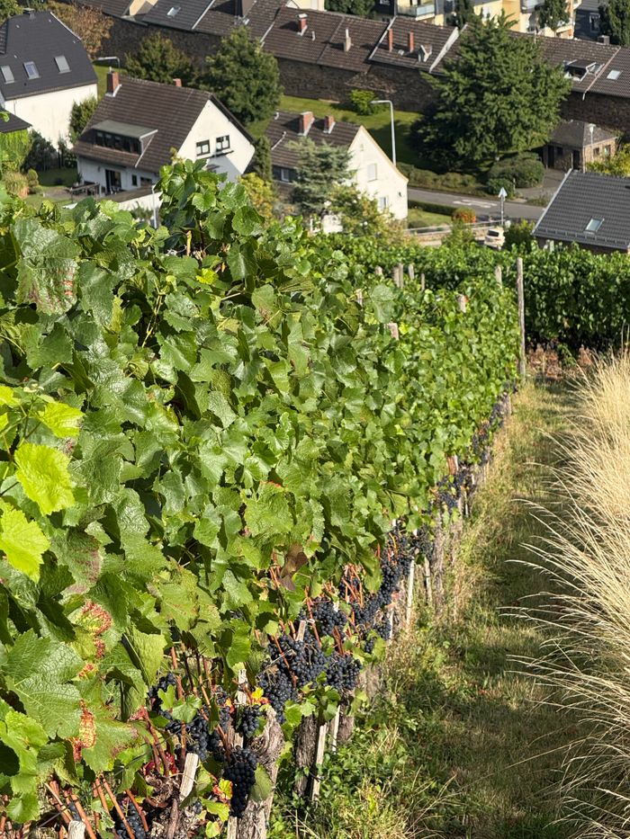 A lush vineyard with black grapes in RP, Germany, perfect for wine production.